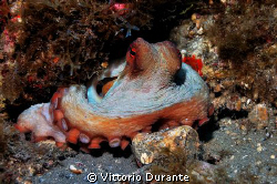 A very nice octopus by Vittorio Durante 